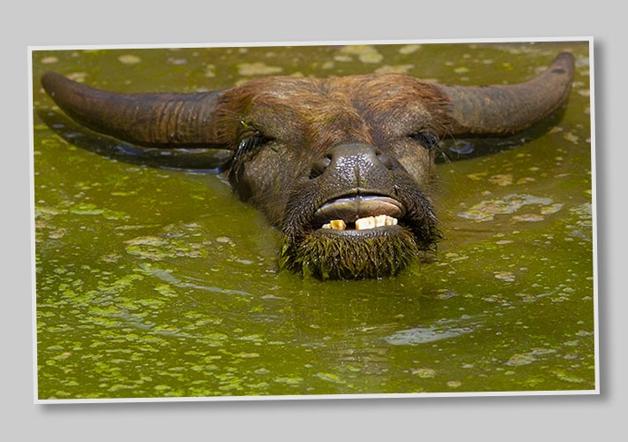 Vatten buffel